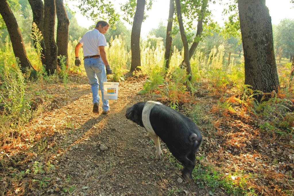 Agriturismo Locanda Pantanello Pitigliano Ngoại thất bức ảnh